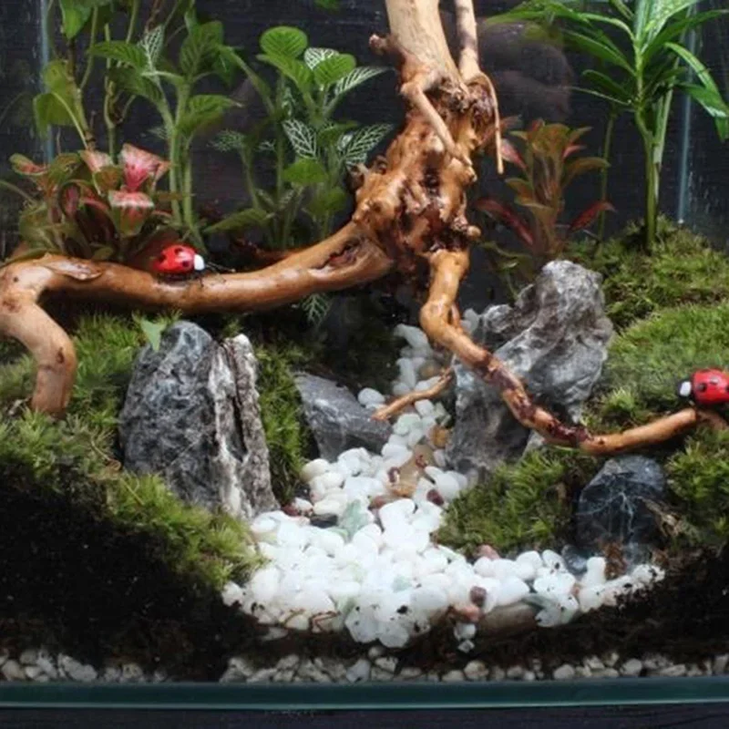 Tronco de árbol Natural de mad - Marine Aquarium Hobby reseña y precio
