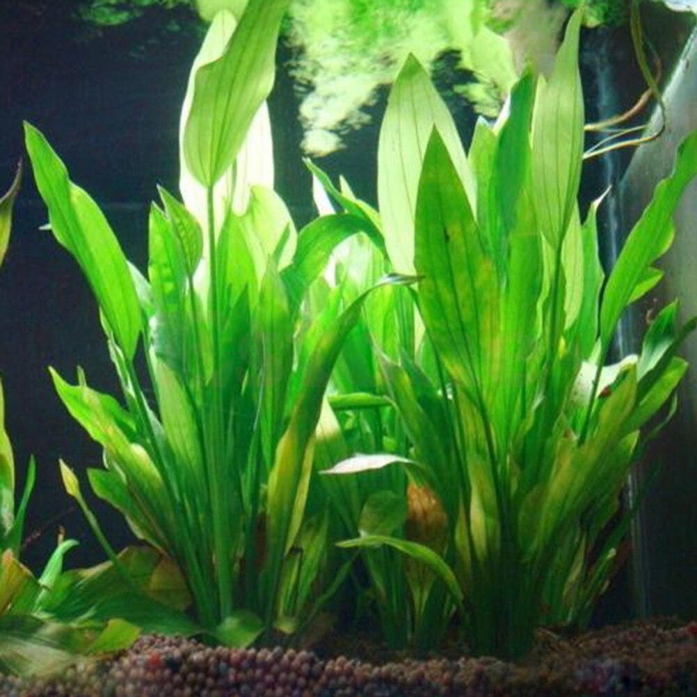 Plantas artificiales de decora - Marine Aquarium Hobby reseña y precio